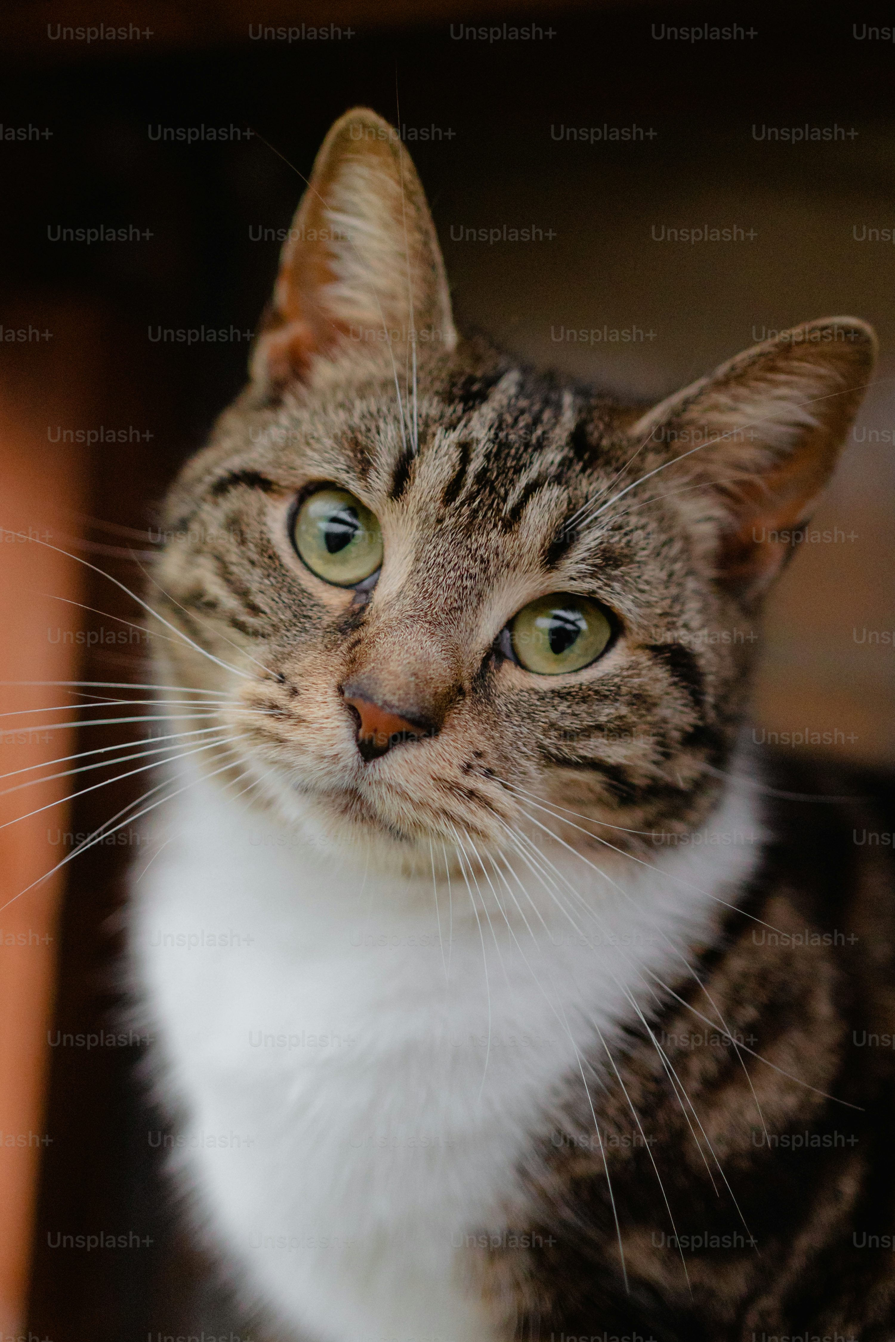 Close-up of a brown tabby Bengal-type cat with white chest and bold facial stripes.