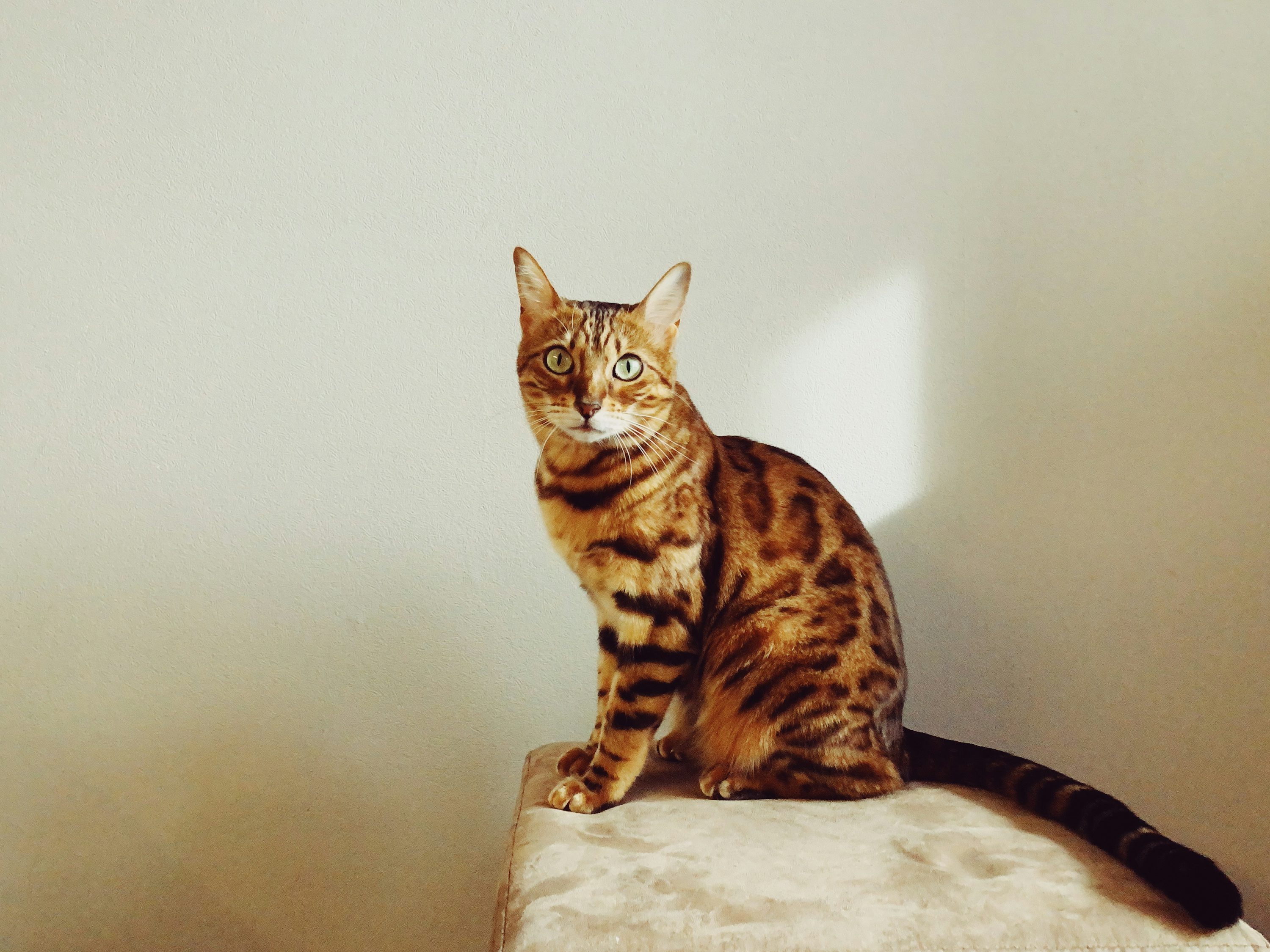Brown marble/spotted Bengal cat resting on a red patterned sofa with bright green eyes.