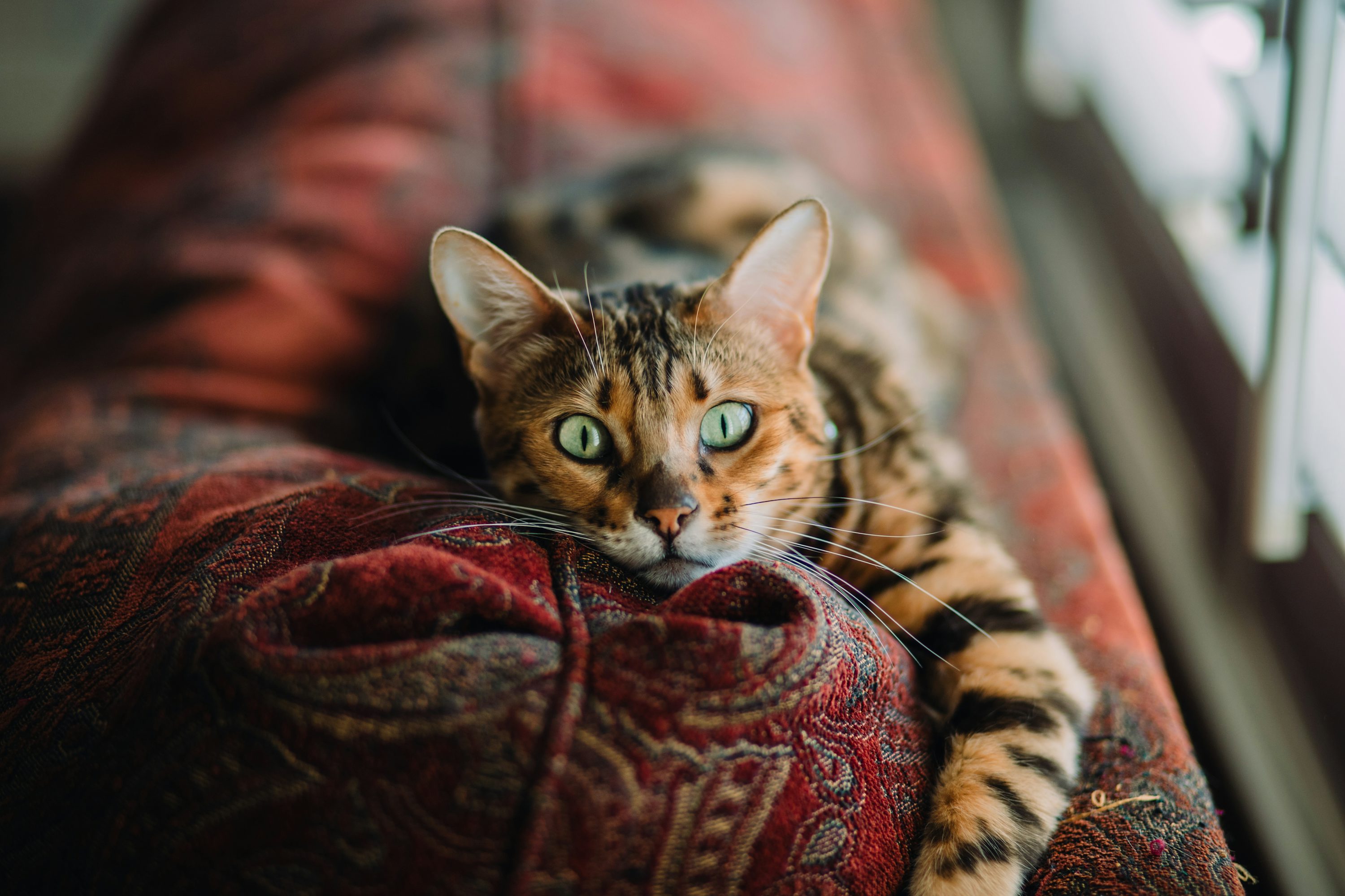 Brown spotted Bengal cat sitting on a light stool.