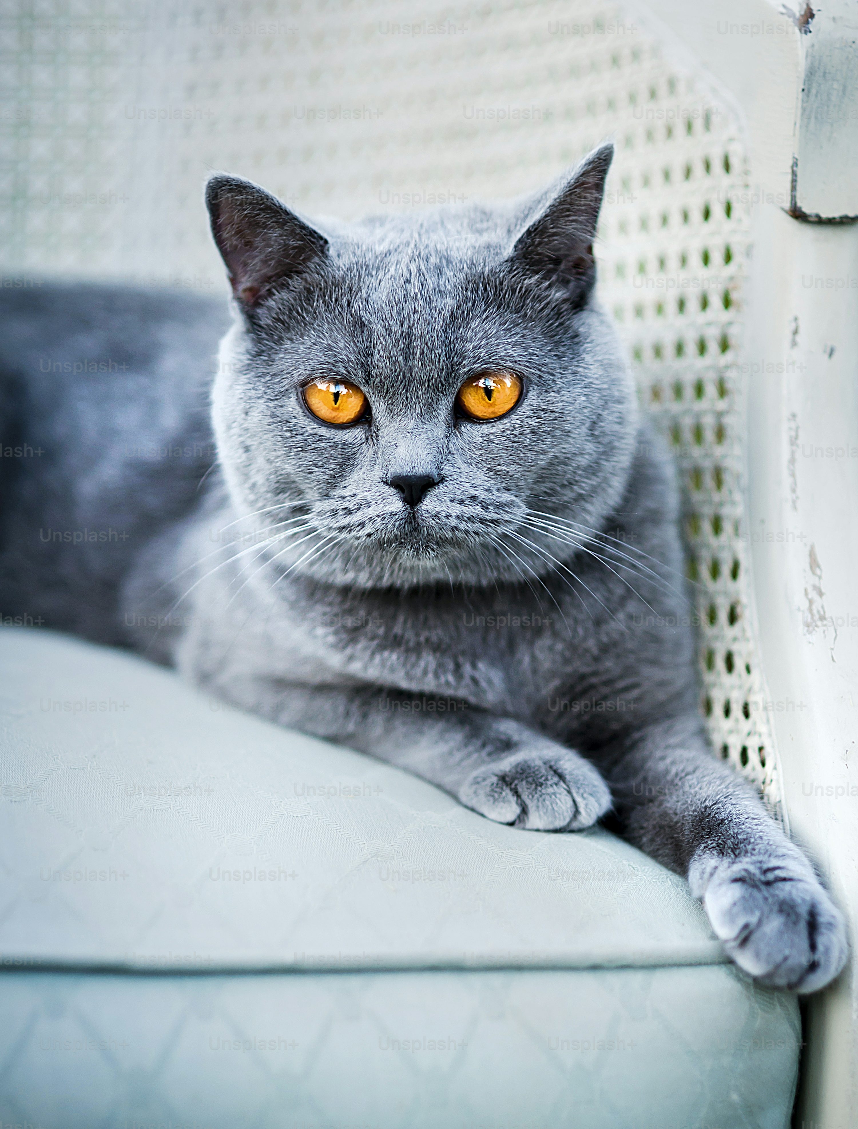 Blue (Dilute)