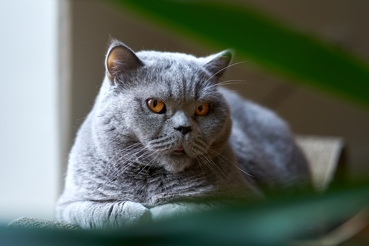 Blue-grey British Shorthair cat with copper eyes.