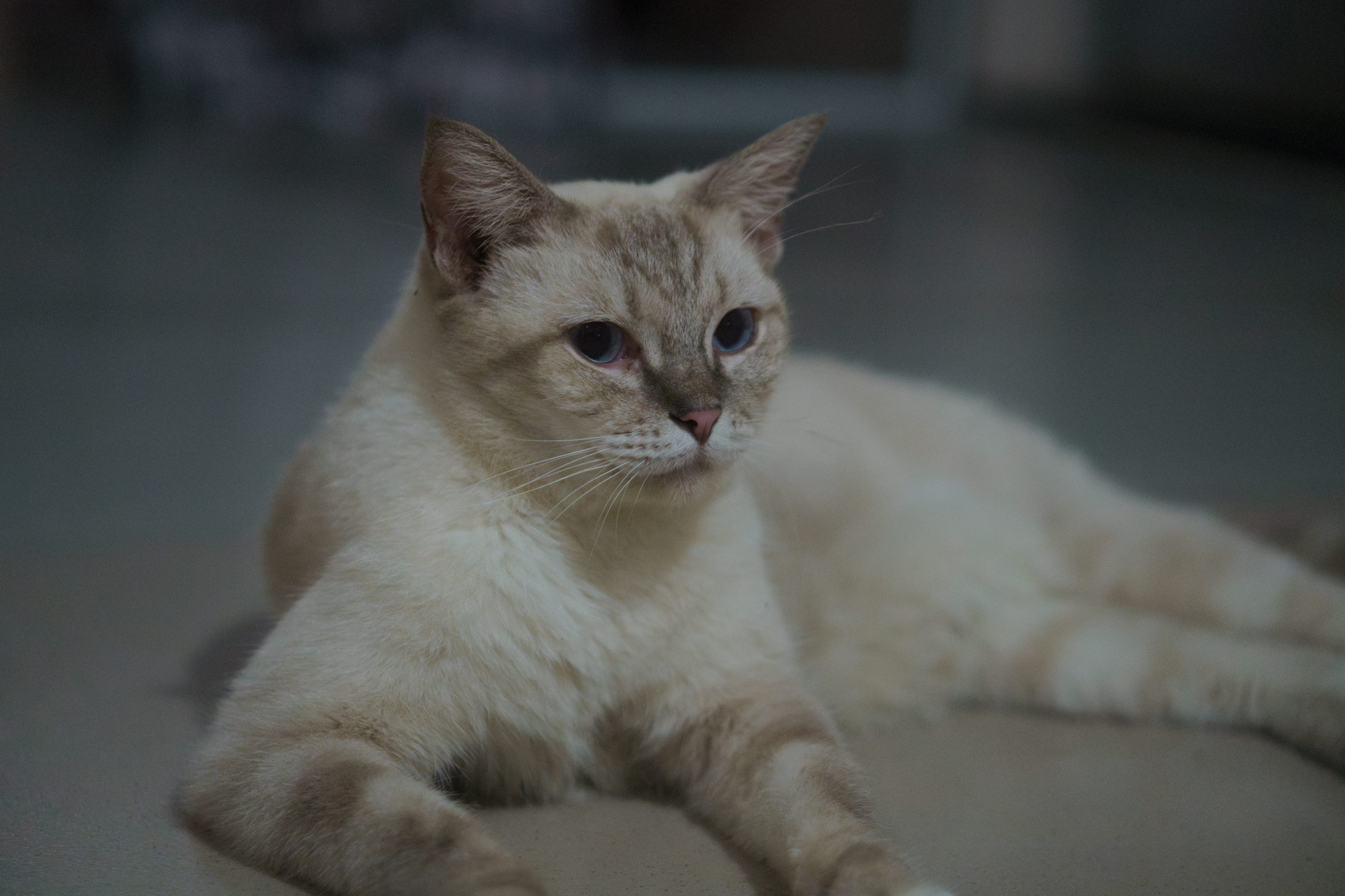 Cream coat example