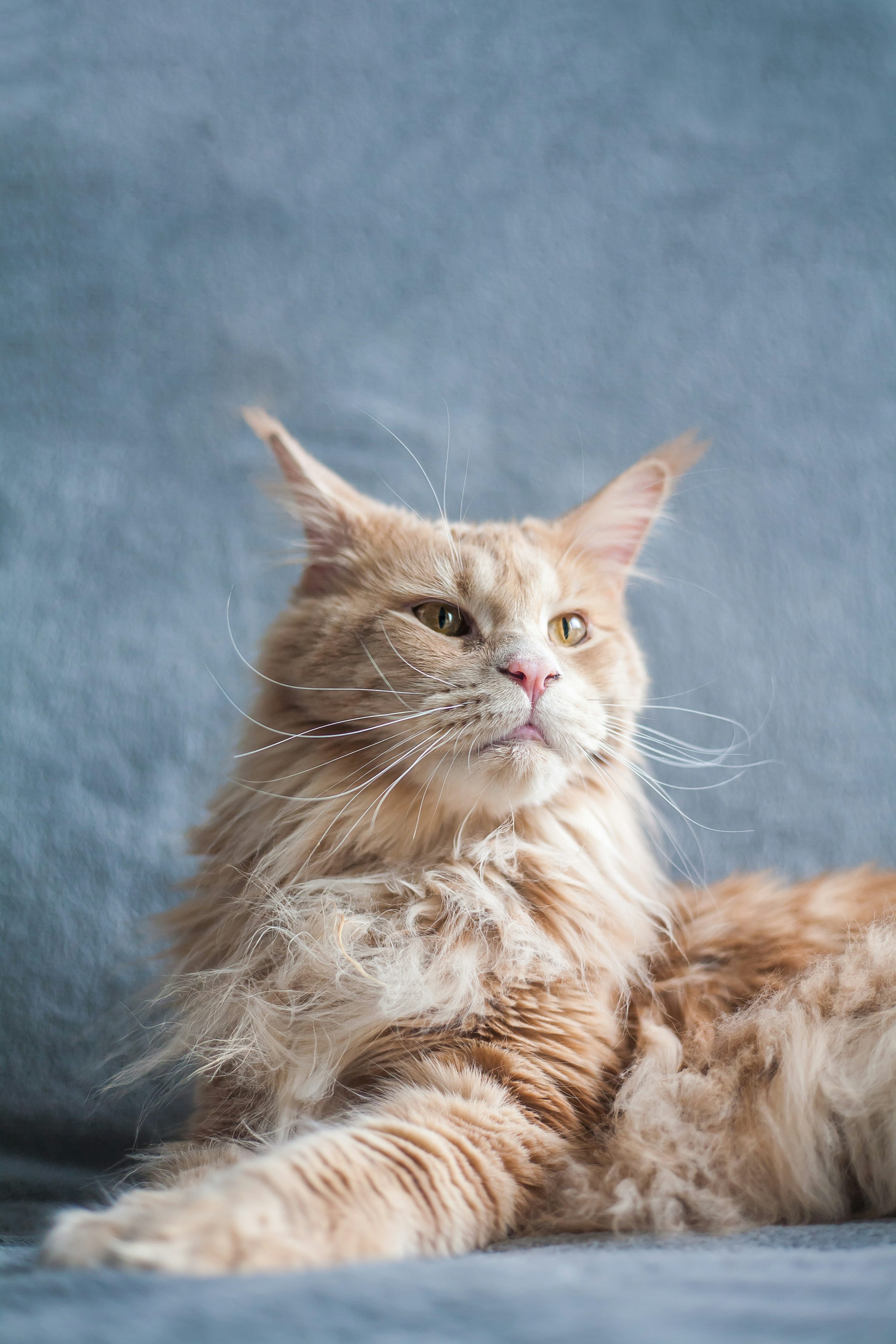 Fluffy cream buff longhair Maine Coon-type cat.