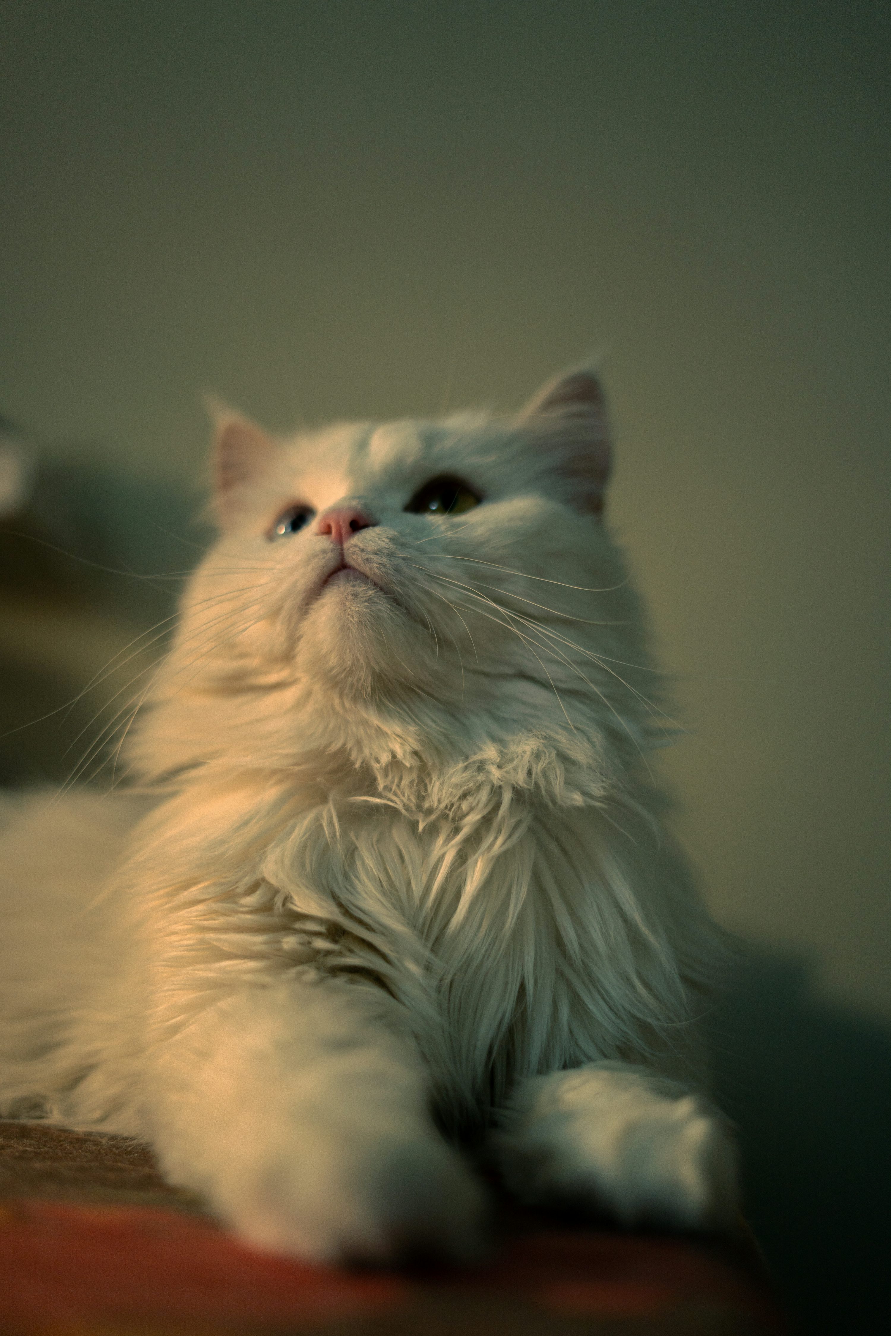 Fluffy white Persian cat looking upward in soft light.