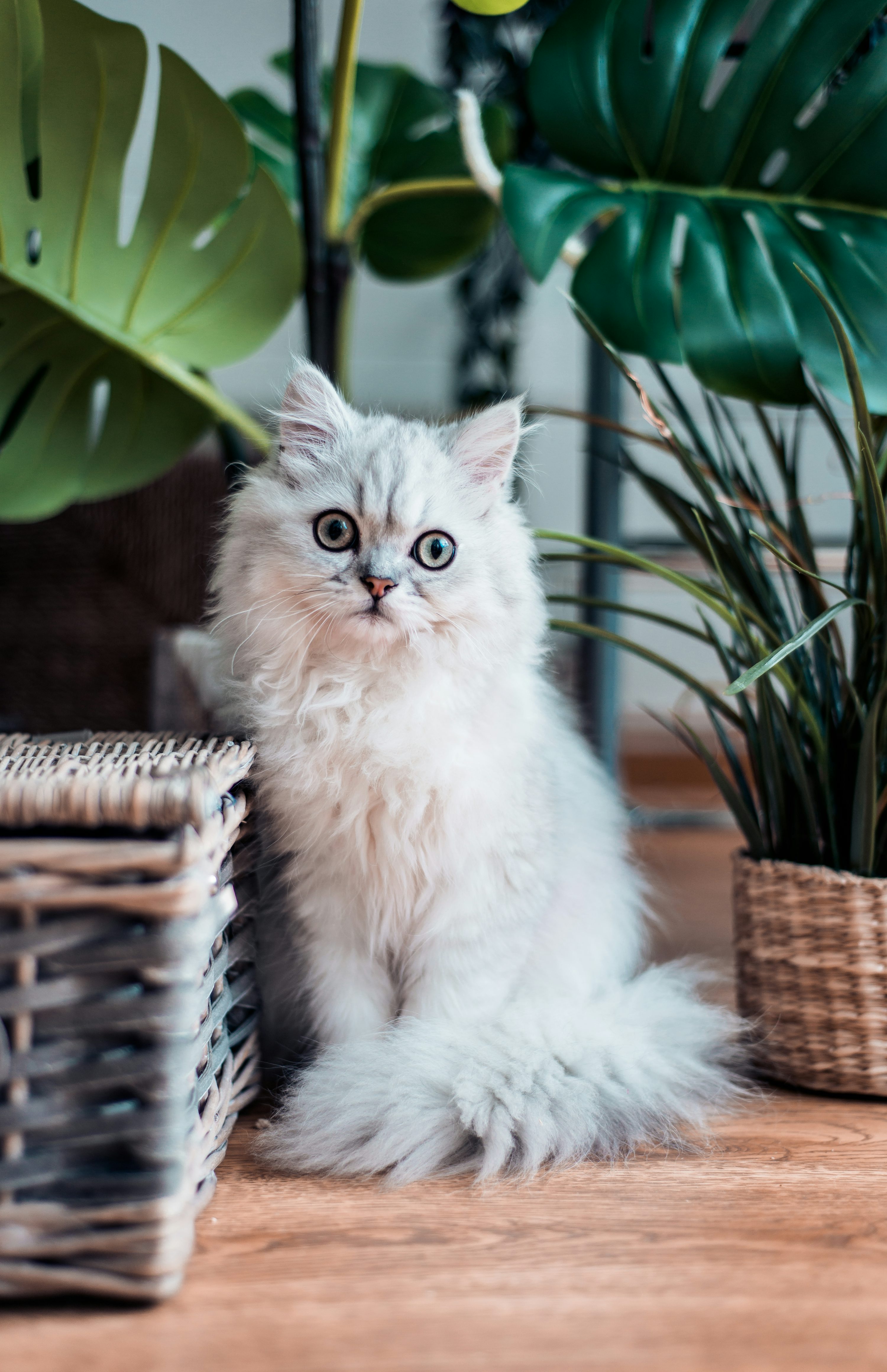 Silver shaded Persian kitten sitting between houseplants — calm, soft atmosphere photo.