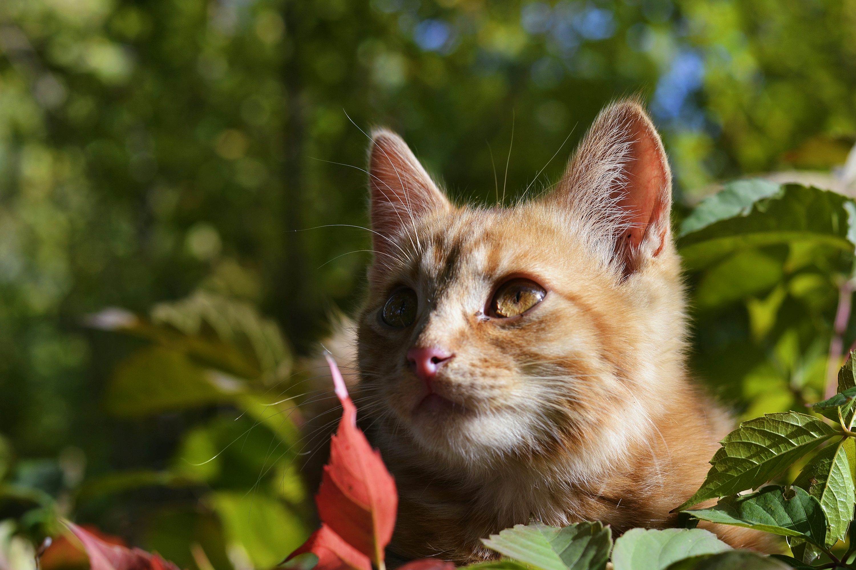 Red Tabby
