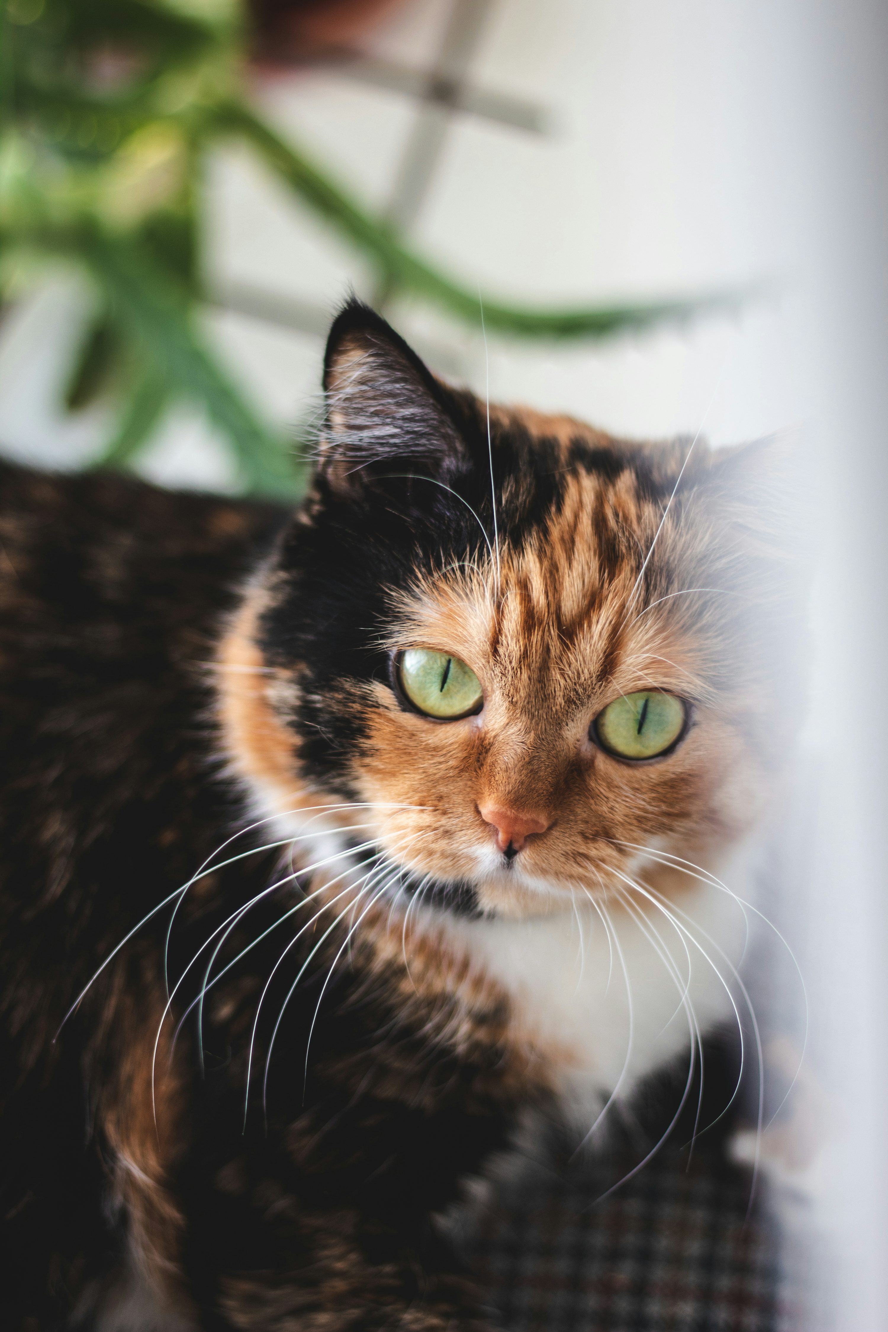 Tortoiseshell